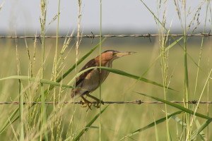 BIRD ON A WIRE - A Little Bittern enjoying its man-made perch & prime conditions at Nylsvley