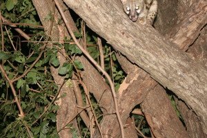 Playing peek-a-boo with a genet ... 