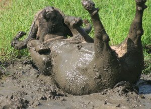 The Buffalo having a wonderful spa-day in the mud!
