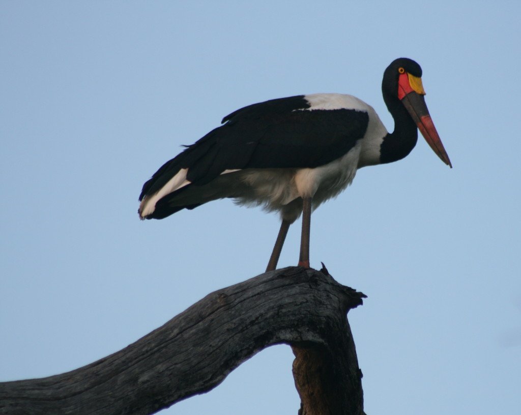 Saddlebilled Stork up a tree!