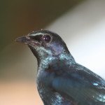 Longtailed Starling
