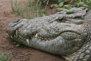 A Nile Crocodile gives me the eye