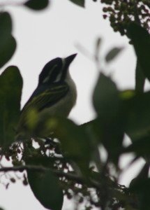 Goldenrumped Tinker Barbet