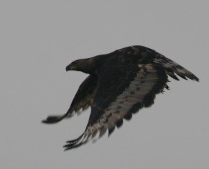 The Crowned Eagle takes to flight