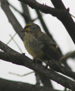 Yellowfronted Canary