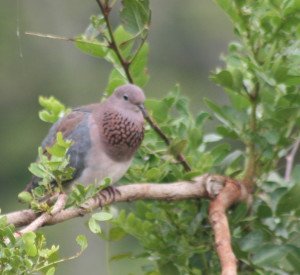 Laughing Dove with inflated neck in territorial display