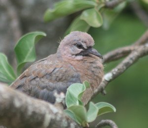 Juvenile Laughing Dove