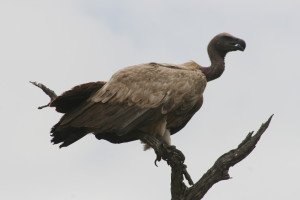 A Whitebacked Vulture with a hoof? in its mouth.