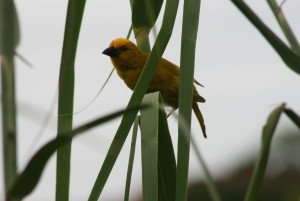 Yellow Weaver in the Zimbali reedbeds