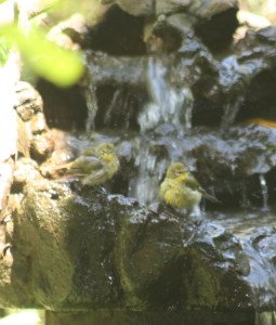 Cape White-Eyes having a bath