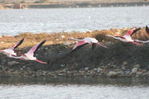 Greater Flamingo flying over the Chatty Saltpans