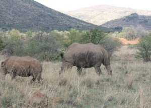 SERENE ... A White Rhinoceros and its calf with the valleys of the Pilanesberg stretching into the distance
