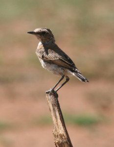 One of the juvenile Capped Wheatears