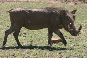 A Warthog strolling along