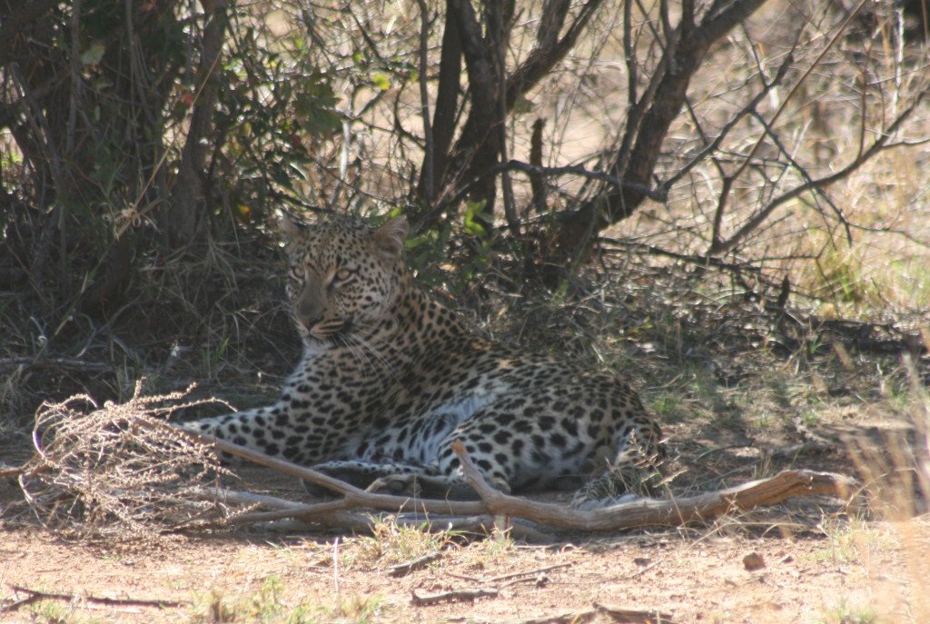 A wonderful Leopard sighting near Kubu Dam