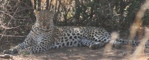 The insouciant Leopard